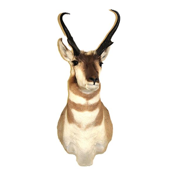 Antelope Shoulder Mount- 11" X 11.5"W