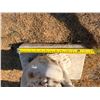 Image 10 : WINGED LION (OR GRIFFIN) ARCHITECTURAL PEDESTAL STANDS/TABLE BASES