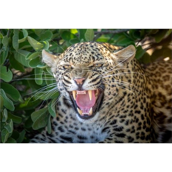 Original African Safari photo