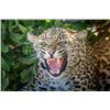 Image 1 : Original African Safari photo