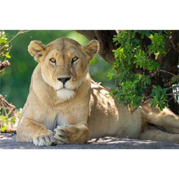 Original African Safari photo