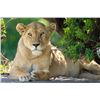 Image 1 : Original African Safari photo