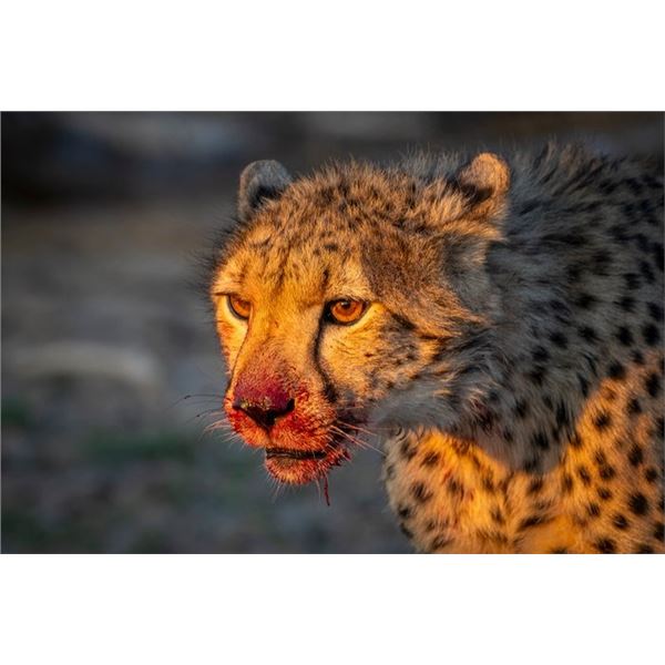 Original African Safari photo