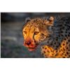 Image 1 : Original African Safari photo