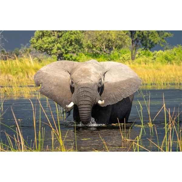 Original African Safari photo