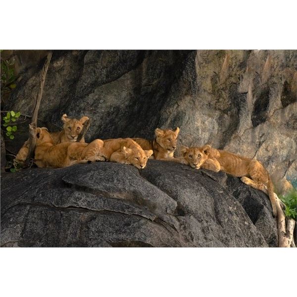 Original African Safari photo