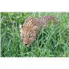 Image 1 : Original African Safari photo