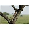 Image 1 : Original African Safari photo