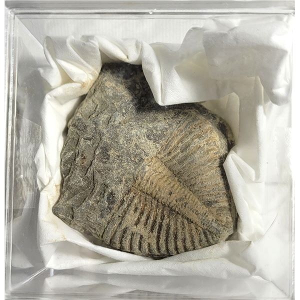 13)  TRIBOLITE SPECIMIN IN CLEAR