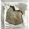 Image 1 : 13)  TRIBOLITE SPECIMIN IN CLEAR