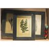 Image 1 : 3 FRAMED PLANT LIFE THEMED WALL