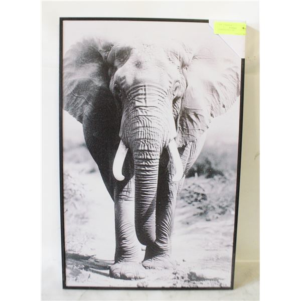 ELEPHANT PICTURE