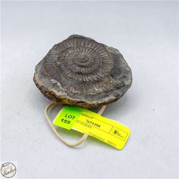 AMMONITE FOSSIL