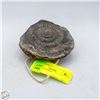 Image 1 : AMMONITE FOSSIL