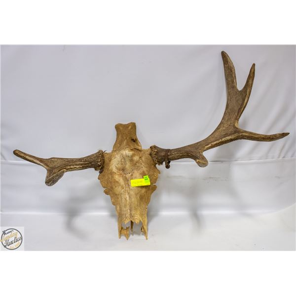ESTATE ELK SKULL/ANTLERS WITH METAL WILDLIFE TAG