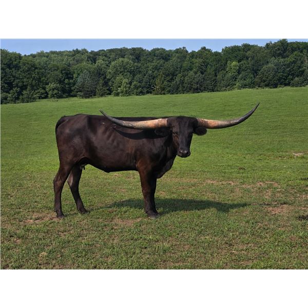 BLACK BETTY