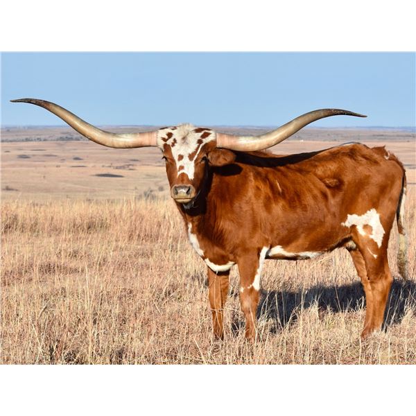 RM ICONIC COWGIRL 968