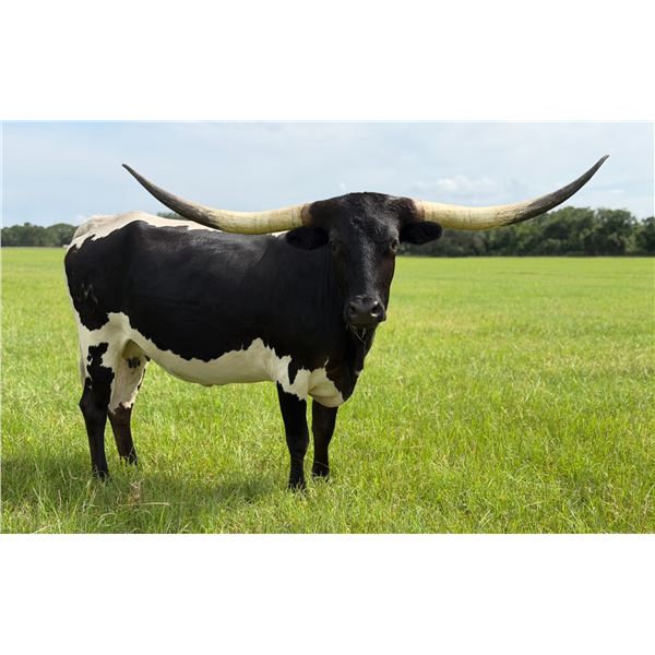 M7 Oreo’s Example