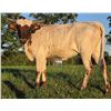 Image 1 : Futurity Winner: D~R Legendz Cher