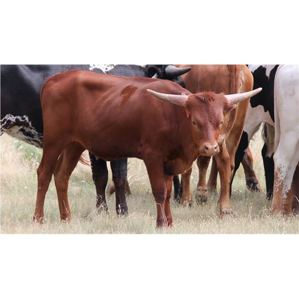 Futurity Winner: Electric Cookie