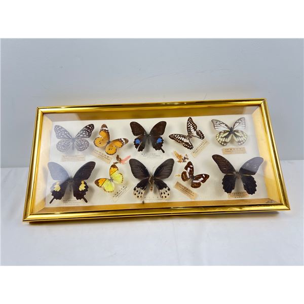 Preserved Butterflies