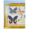 Image 2 : Preserved Butterflies