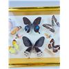 Image 3 : Preserved Butterflies