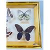 Image 4 : Preserved Butterflies