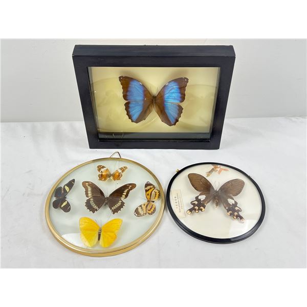 Butterfly Wall Art