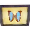 Image 2 : Butterfly Wall Art