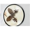 Image 4 : Butterfly Wall Art