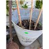 Image 7 : Galvanized Metal Washstand With Watering Can, Pail, and Rustic Shovel