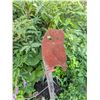 Image 5 : Wooden Wheelbarrow Planter With Metal Owl Garden Decor