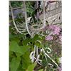 Image 6 : Antique Twisted White Metal Garden Bistro Table and Chair