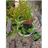 Image 11 : Cast Iron Lamb Figure w/ Antique Succulent Planter Lot