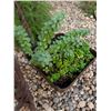 Image 7 : Cast Iron Lamb Figure w/ Antique Succulent Planter Lot