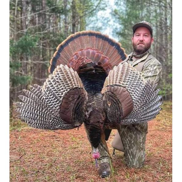 3-Day Guided Iowa Turkey Hunt for 1 with Cottonwood Bottoms LLC - #2