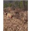 Image 2 : Yadkin Valley Wild Hairs Full-Day Upland Bird Hunt for 1–2 Hunters