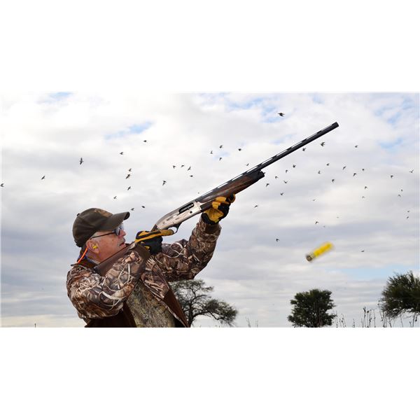 South America Dove Hunt for 4 Hunters--Choose Between 6 Lodges!