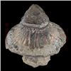 Image 3 : E.T.: The Extra-Terrestrial - Spaceship Mushroom - 62-45