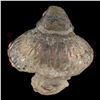 Image 4 : E.T.: The Extra-Terrestrial - Spaceship Mushroom - 62-45