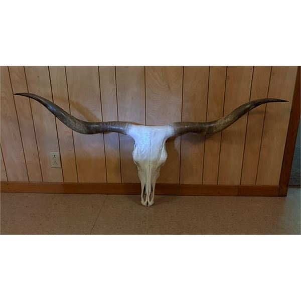 OT Low Horns, a Dewitt Meshell cow