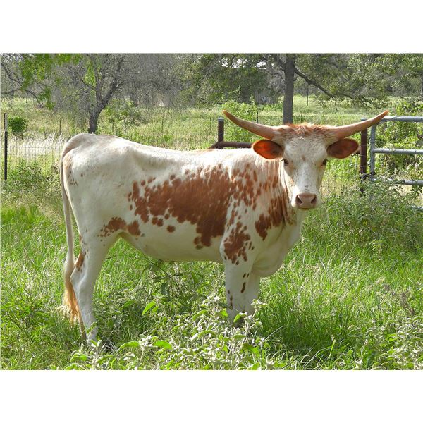 Lena Desperado C3
