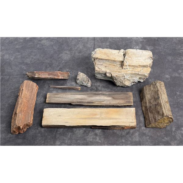Montana Fossil Petrified Wood