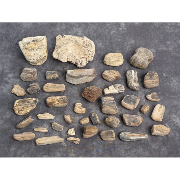 Montana Fossilized Petrified Wood Specimens