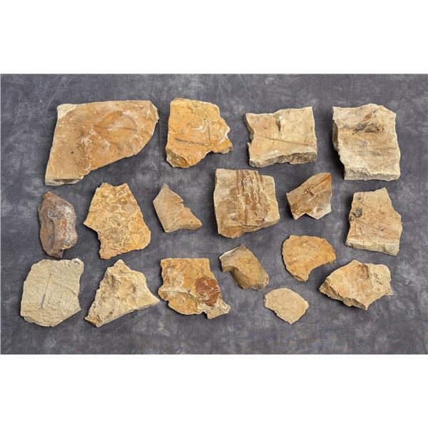 Green River Formation Fossil Leaves