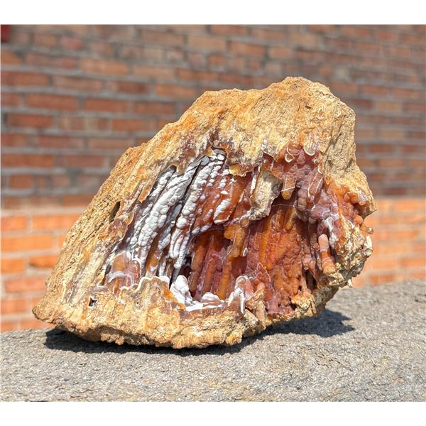 Agatized Coral Mineral Specimen