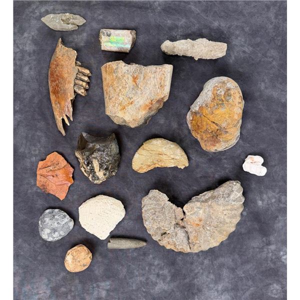 Collection of Fossils