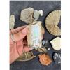Image 2 : Collection of Fossils