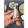 Image 3 : Collection of Fossils
